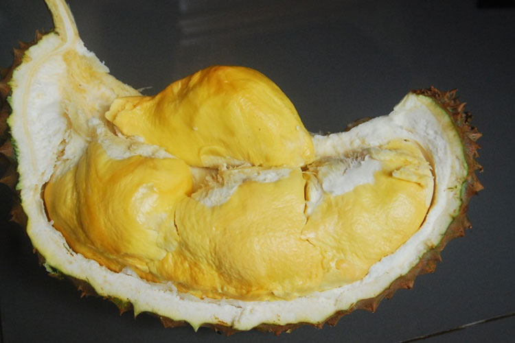 Ilustrasi - Ciri khas durian bawor berdaging tebal dan berukuran bongsor. (Foto: M. Fajar Ramadhan/Trubus)