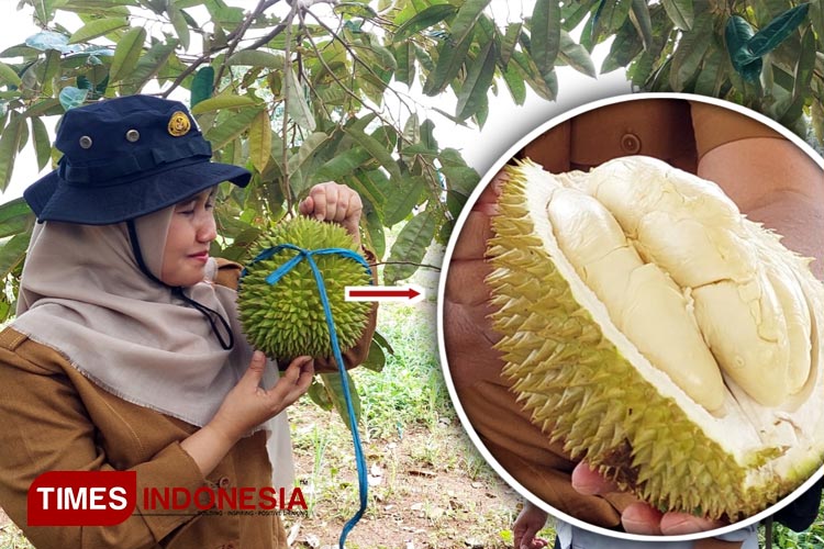 Wisata Petik Durian Lumbang Bisa Satu Paket dengan Air Terjun Madakaripura