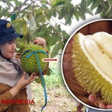 Wisata Petik Durian Lumbang Bisa Satu Paket dengan Air Terjun Madakaripura