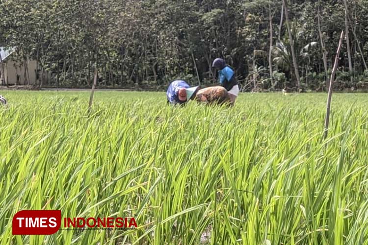 FOTO: Ilustrasi petani memanen padi (FOTO: TIMES Indonesia)