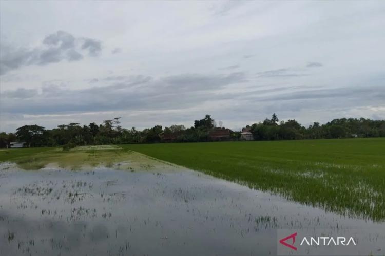 Banjir di Kabupaten Demak, Sekitar 1.400 Hektare Tanaman Padi Petani Ikut Terdampak