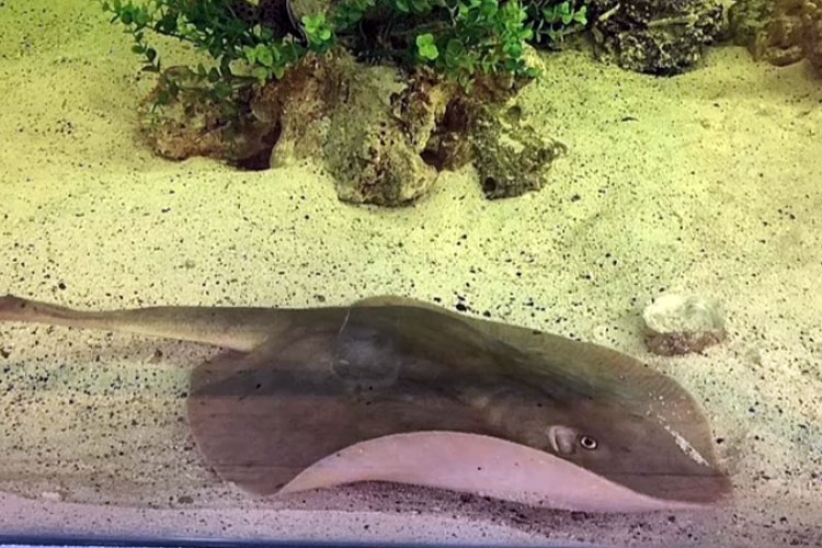Ikan Pari Betina di Pusat Penelitian Akuarium AS Hamil tanpa Pejantan