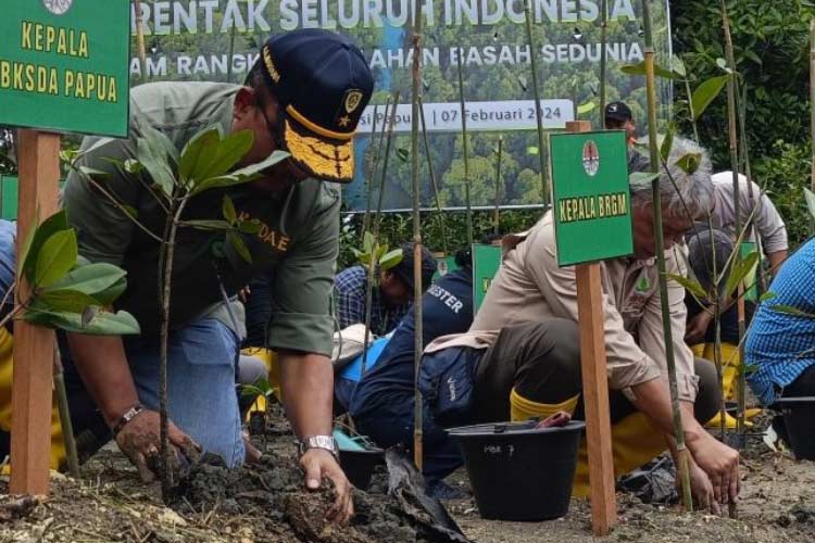 Penanaman pohon mangrove oleh BRGM bersama KLHK RI dalam rangka hari lahan basah sedunia di kawasan Teluk Youtefa, Kota Jayapura, Rabu (7/2) (ANTARA/Ardiles Leloltery)