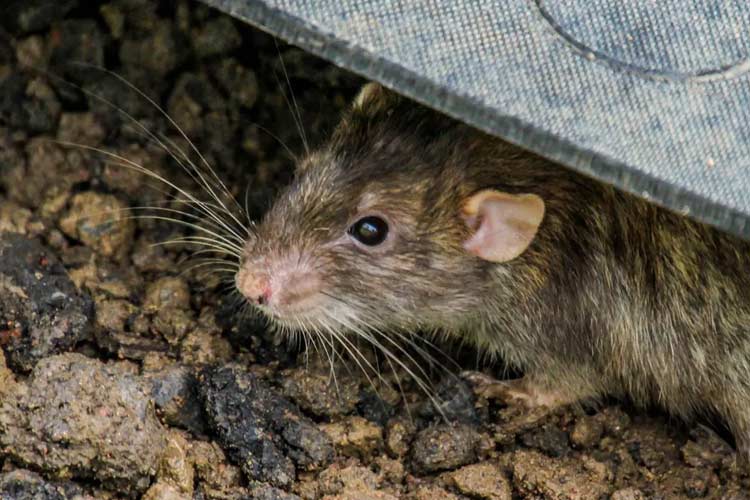 Tikus, hewan pengerat penyebab penyakit zoonosis seperti penyakit virus Hanta.