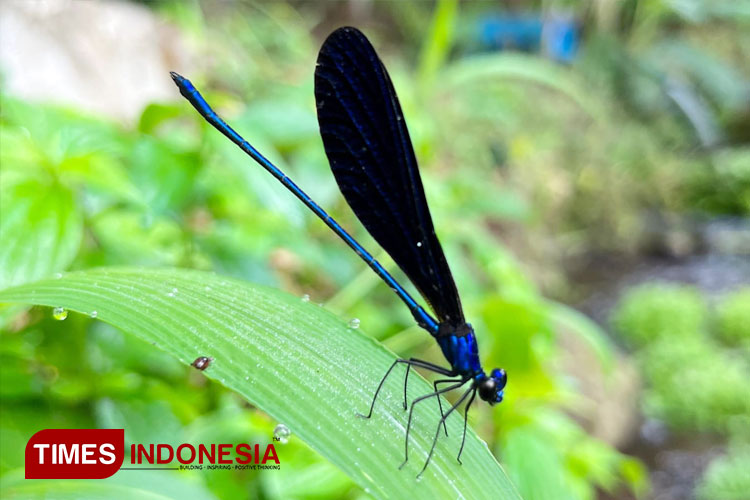 One of the exotic dragonfly at Jopuro, a local humble nature destination of Banyuwangi. (Photo: 