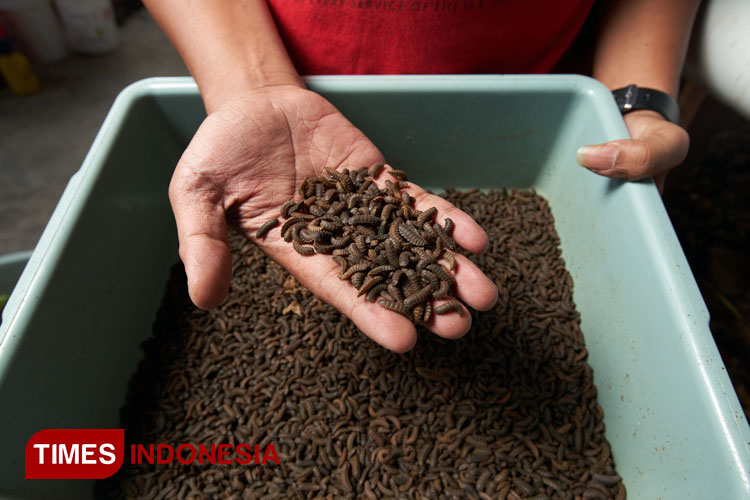 Hasil Budidaya Black Soldier Fly atau Maggot oleh PEGA Indonesia yang berkolaborasi dengan PT Bumi Suksesindo. (Foto: Syamsul Arifin/TIMES Indonesia)