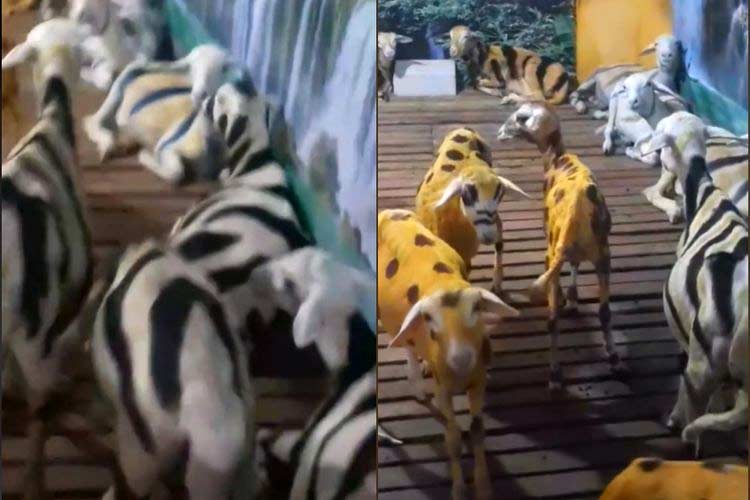 Cuplikan video viral hewan ternak dicat mirip hewan kebun binatang di Situbondo.(Tangkapan Layar via @situbondoinfo) 