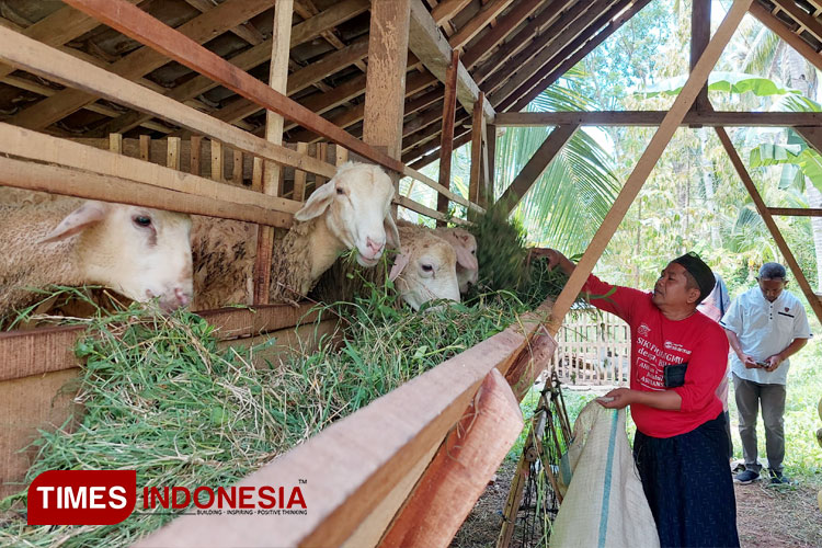Kyai Langgar sekaligus Ketua Pengurus Fokkal kecamatan Glagah Banyuwangi Ahmad Fatoni, sedang memberi makan 20 ekor domba. (FOTO: Anggara Cahya/TIMES Indonesia)