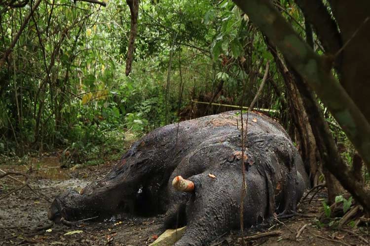 Gajah Sumatera Ditemukan Mati di Nagan Raya Aceh, Gading Masih Utuh
