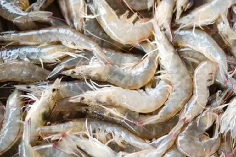 Health Benefits of Consuming Vannamei Shrimp