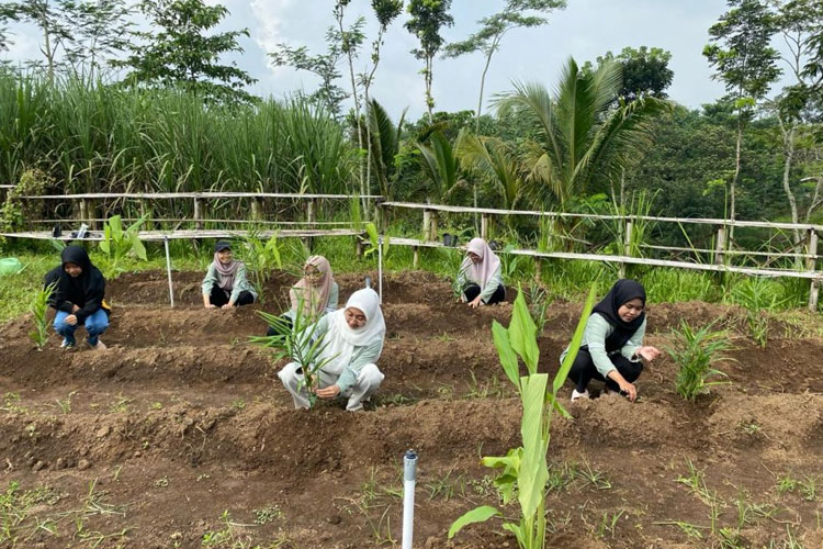 Mahasiswa KSM-T Unisma Malang melakukan kegiatan penanaman tanaman herbal di desa Jabung. (FOTO: AJP TIMES Indonesia)