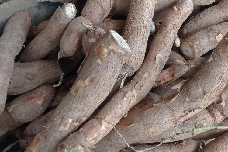 Harga Beras Naik, Omzet Pedagang Singkong di Lebak Melonjak Dua Kali Lipat