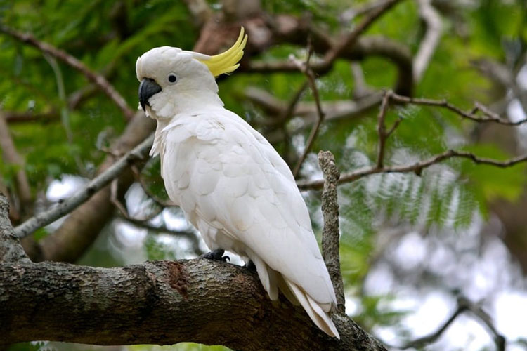 Burung Kakatua (Foto: Unsplash/Terra roro)