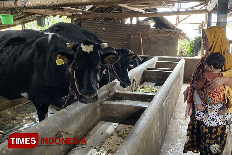 Sapi perah wilik warga yang telah dilakukan vaksinasi oleh Pemkab Probolinggo. (Foto: Abdul Jalil/TIMES Indonesia)