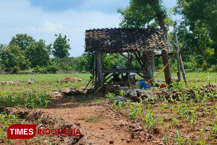 TKP penemuan jasad korban Sobikhul Alim di Ladang Jagung Desa Wotan Panceng (Foto: Akmal/TIMES Indonesia)