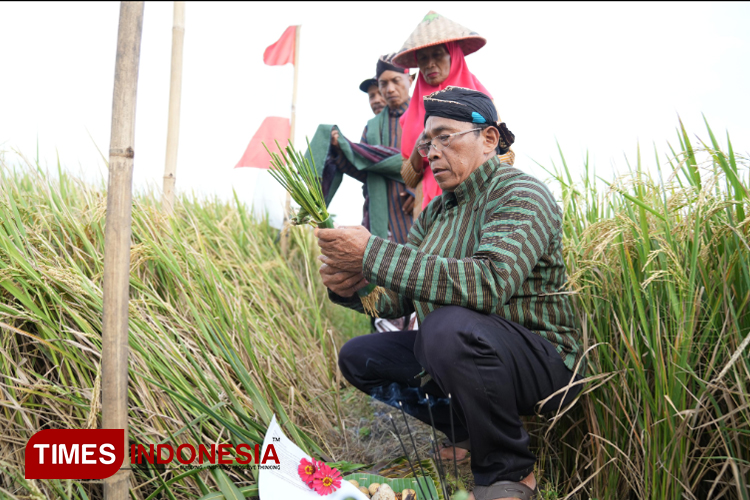 Suasana tradisi wiwitan oleh para petani Kelompok Tani Tiwir Kalurahan Sumbersari, Moyudan, Sleman, Rabu (27/3/2024). (FOTO: Humas Pemkab Sleman)