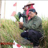 Gelar Tradisi Wiwitan, Petani di Sleman Sumringah Hasil Panen Melimpah