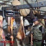 Antisipasi Daging Oplosan, Pemkab Banyuwangi Inspeksi Rumah Pemotongan Hewan