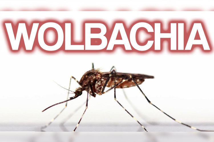 Kemenkes RI: Tidak Ada Hubungan Antara Nyamuk Ber-Wolbachia dan Nyamuk Aedes Aegypti