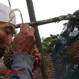 Durian Kleting Kuning, Kenikmatan Kelas Dunia dari Ngantang Kabupaten Malang