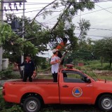 Cuaca Ekstrem di Mojokerto, Pohon Jaranan Tumbang