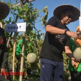 Petani Pinggiran di Bondowoso Sukses Budidaya Melon, Bikin Pj Bupati Kagum