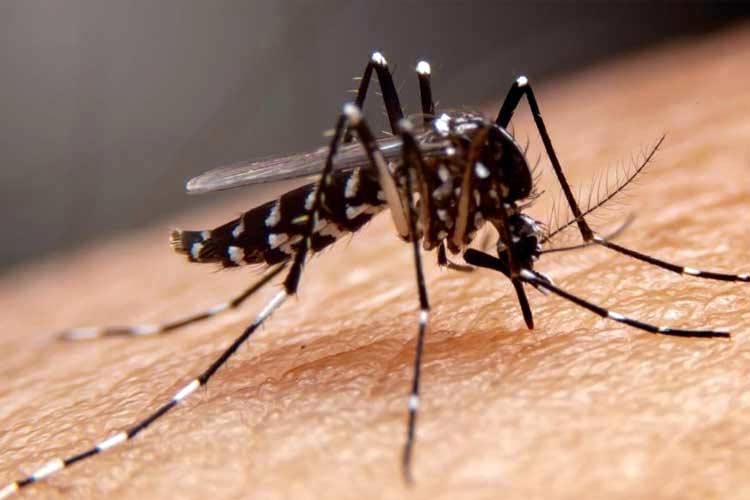 Nyamuk Aedes Aegypti, nyamuk demam berdarah. (Foto : Dok. Herminal Hospitals)