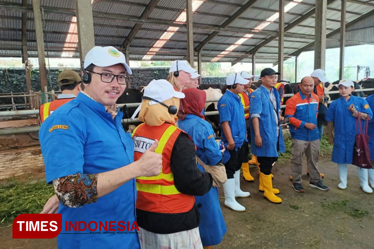 Pengembangan-Sapi-Perah-organik.jpg