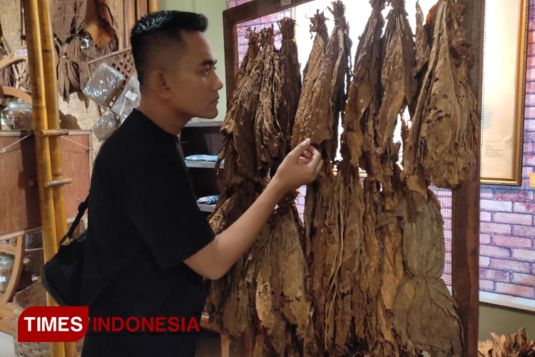 Salah seorang pengunjung sekaligus peserta OKK saat melihat koleksi tembakau di Museum Tembakau dan Perpustakaan (FOTO: Moh Bahri/TIMES Indonesia) 