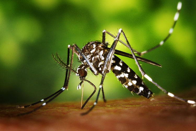 Ilustrasi - Nyamuk Aedes aegypti penyebab penyakit Demam Berdarah Dengue. (FOTO: WikiImages/PIXABAY)