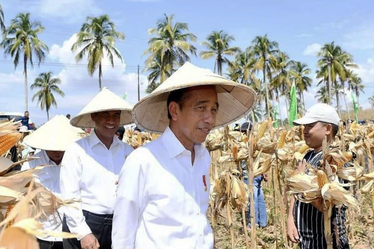 Presiden Jokowi saat di Jagung di Kabupaten Boalemo, Provinsi Gorontalo. Senin, (22/4/2024). (FOTO: Biro Pers Sekretariat Presiden).