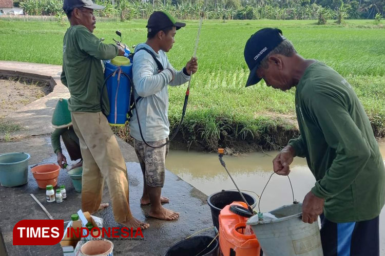 Petani di Desa Kalitanjung, Ngombol, Kabupaten Purworejo, secara mandiri mengatasi serangan wereng cokelat. (FOTO: Hery Priyantono/TIMES indonesia)