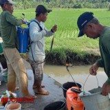 Wereng Cokelat Ancam Gagal Panen Padi di Kabupaten Purworejo
