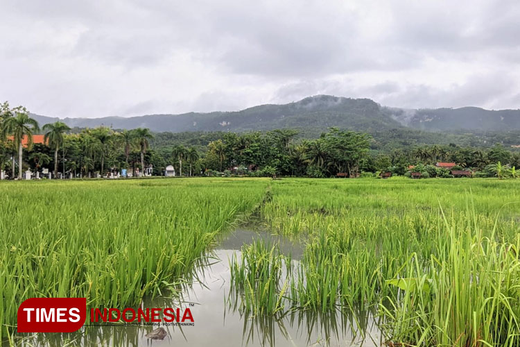 Lahan-Pertanian-di-Pacitan.jpg