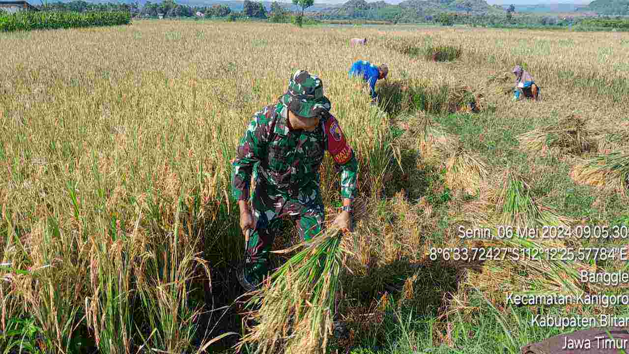 Serda Suhartono, Babinsa dari Koramil 0808/03 Kanigoro, turun langsung membantu petani di Desa Banggle, Blitar. (Foto: Kodim Blitar for TIMES Indonesia)