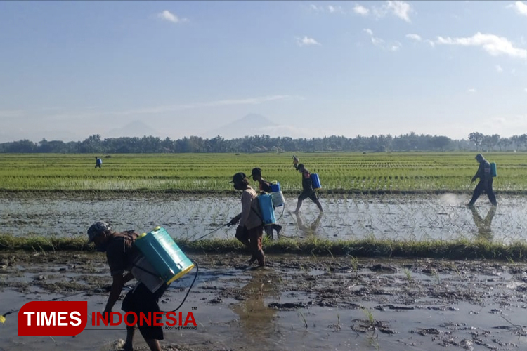 Gerakan Pengendalian terus dilakukan untuk pennaggulangan hama wereng cokelat di Purworejo (Foto: Hery Priyantono/ TIMES Indonesia)