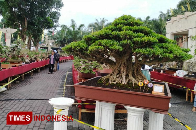 Keindahan bonsai di pameran nasional PPBI Kediri. (FOTO: Yobby/TIMES Indonesia)