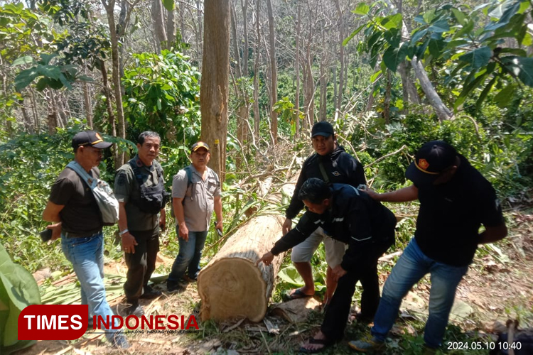Barang bukti potongan barang kayu jati diduga hasil pembalakan liar di kawasan hutan produksi Perhutani di wilayah Sumbermanjing Wetan, Kabupaten Malang, saat ditemukan petugas, pada Jum'at (10/5/2024) lalu. (Foto: Humas Polres Malang) 