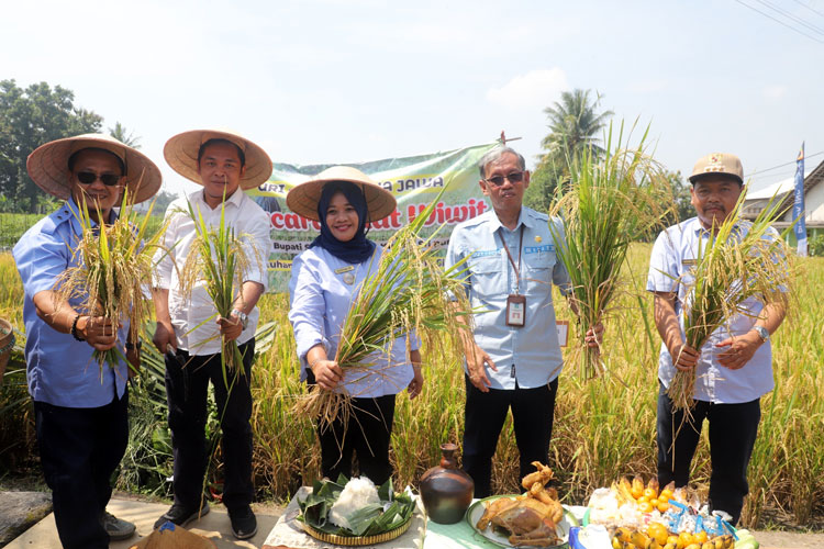 Kustini Sri Purnomo menghadiri kegiatan tradisi Wiwitan sekaligus panen padi bersama, Selasa (14/5/2024). (Foto: Dok. Prokopim Sleman)