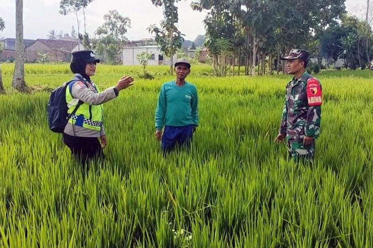 Petugas Bhabinkamtibmas dan Babinsa saat mendatangi petani di areal persawahan Losari, Kecamatan Singosari, memberi imbauan penggunaan jebakan tikus beraliran listrik yang berisiko membahayakan orang lain. (Foto: Humas Polres Malang)