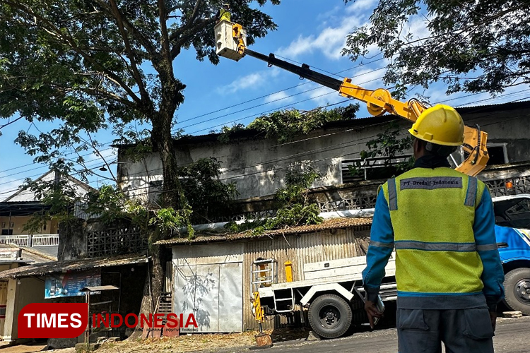 Petugas PLN mengawasi pemangkasan pohon rawan tumbang di Silo. (M. Abdul Basid/TIMES Indonesia)