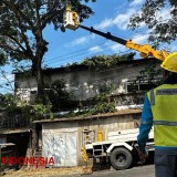 Jelang Kemarau, PLN Antisipasi Pohon Tumbang di Silo, Jember