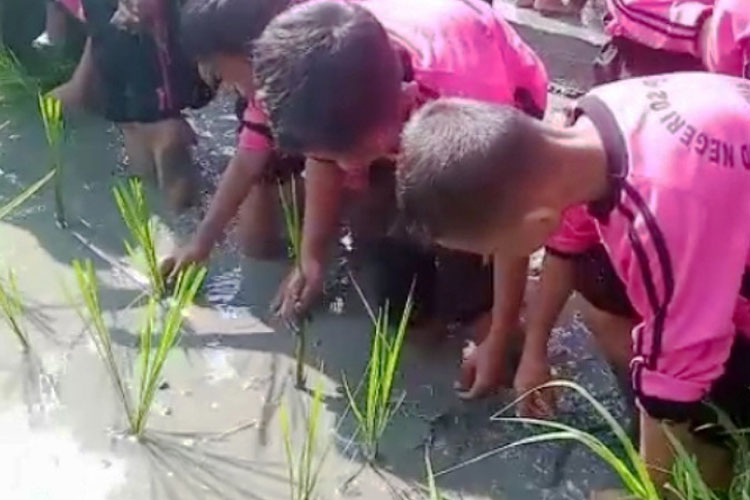 Siswa sekolah dasar nampak antusias mengikuti pelajaran tanam padi di areal wisata desa Gatra Kencana (FOTO: Ragil)