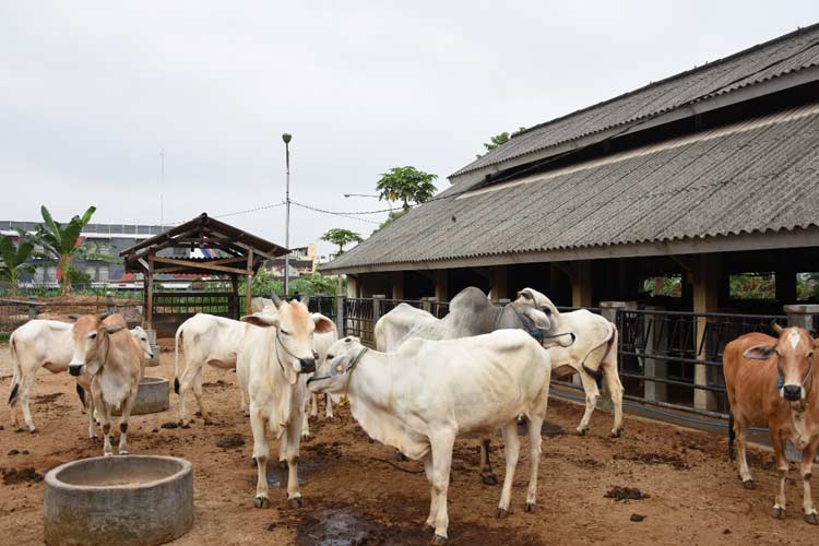 Ilustrasi peternakan sapi. (Foto :Dok. TIMES Indonesia)