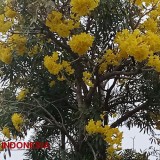 Indahnya, Bunga Tabebuya Bermekaran di Depan Pendopo Kabupaten Pemalang