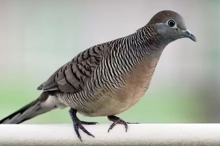 Lomba Burung Perkutut se-Jawa Timur Digelar di Probolinggo, Angkat ...