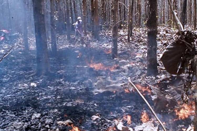 Kebakaran hutan dan lahan di hutan jati. (Foto: Doc. TIMES Indonesia)