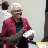 Dosen UMM Ciptakan Ayam Kampung Super, Mampu Produksi Telur Tiap Hari