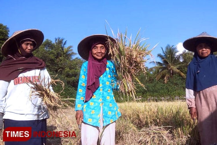 Petani di Banyuwangi saat panen. (FOTO: Dok TIMES Indonesia)