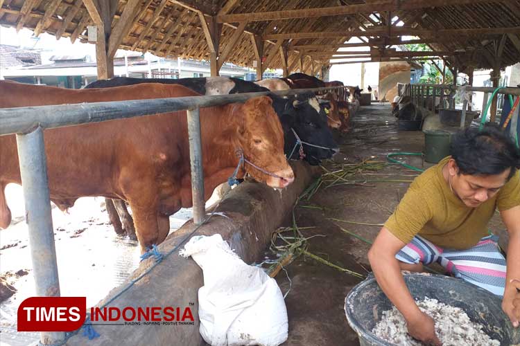 Peternakan Sapi Milik Firmandiansyah di Kandangan, Kepuhkembeng, Kecamatan Peterongan, Jombang. (FOTO: Rohmadi/TIMES Indonesia)